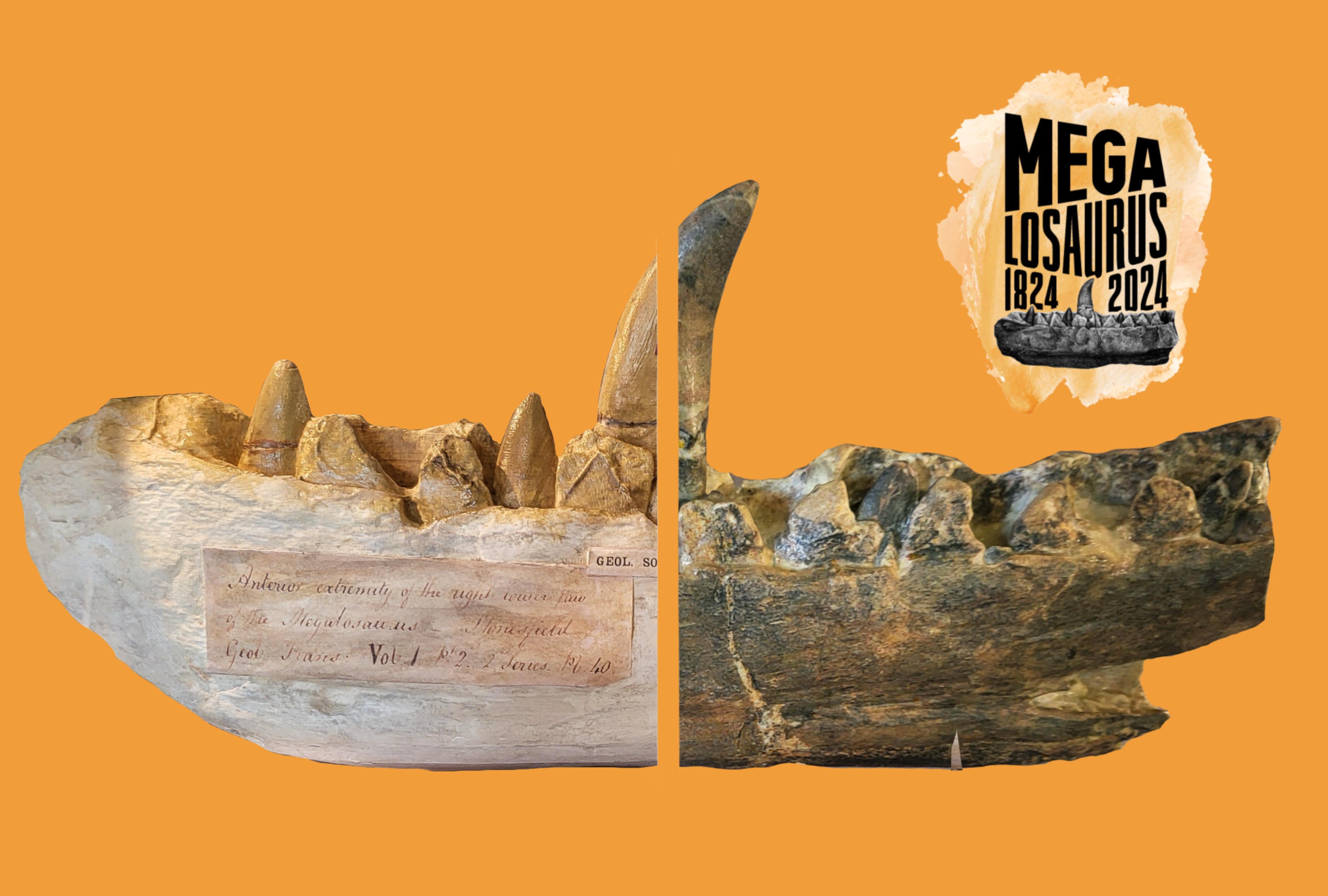 Two replicas of the Megalosaurus jaw, one cast from 1831, and another 3D print made using photogrammetry
