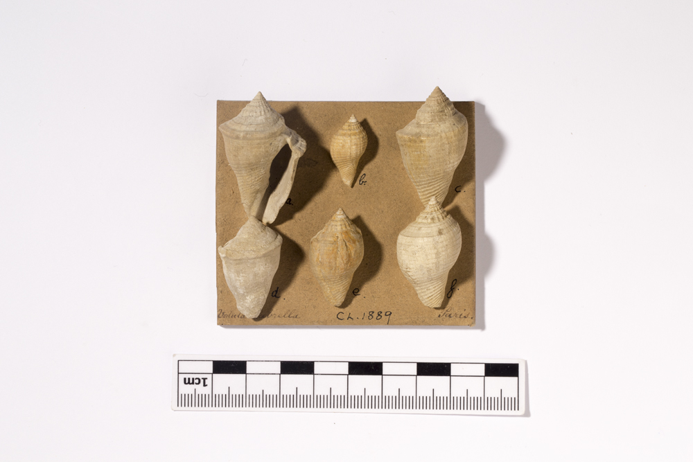 charles lyell gastropods