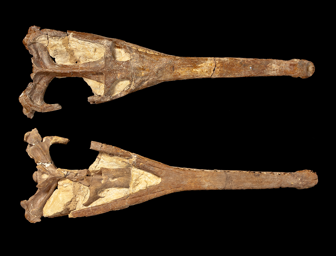 Steneosaurus herberti