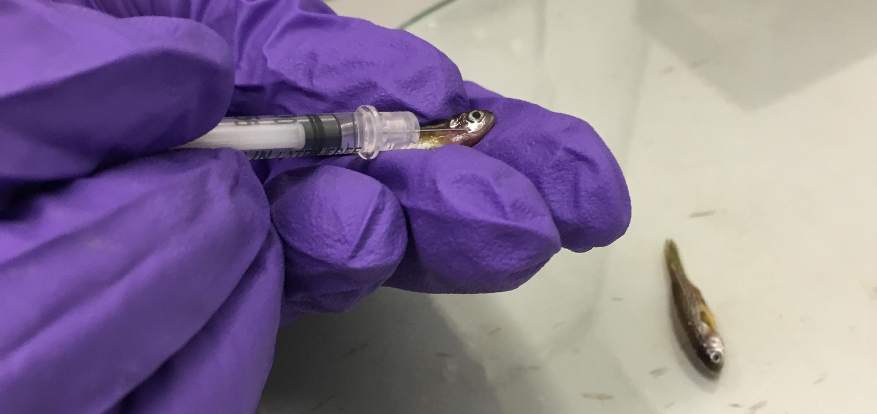 Zebrafish Dye Injection Collections care | Oxford University Museum of Natural History