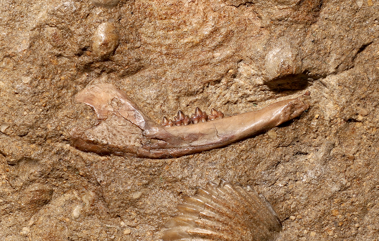 Phascolotherium bucklandii