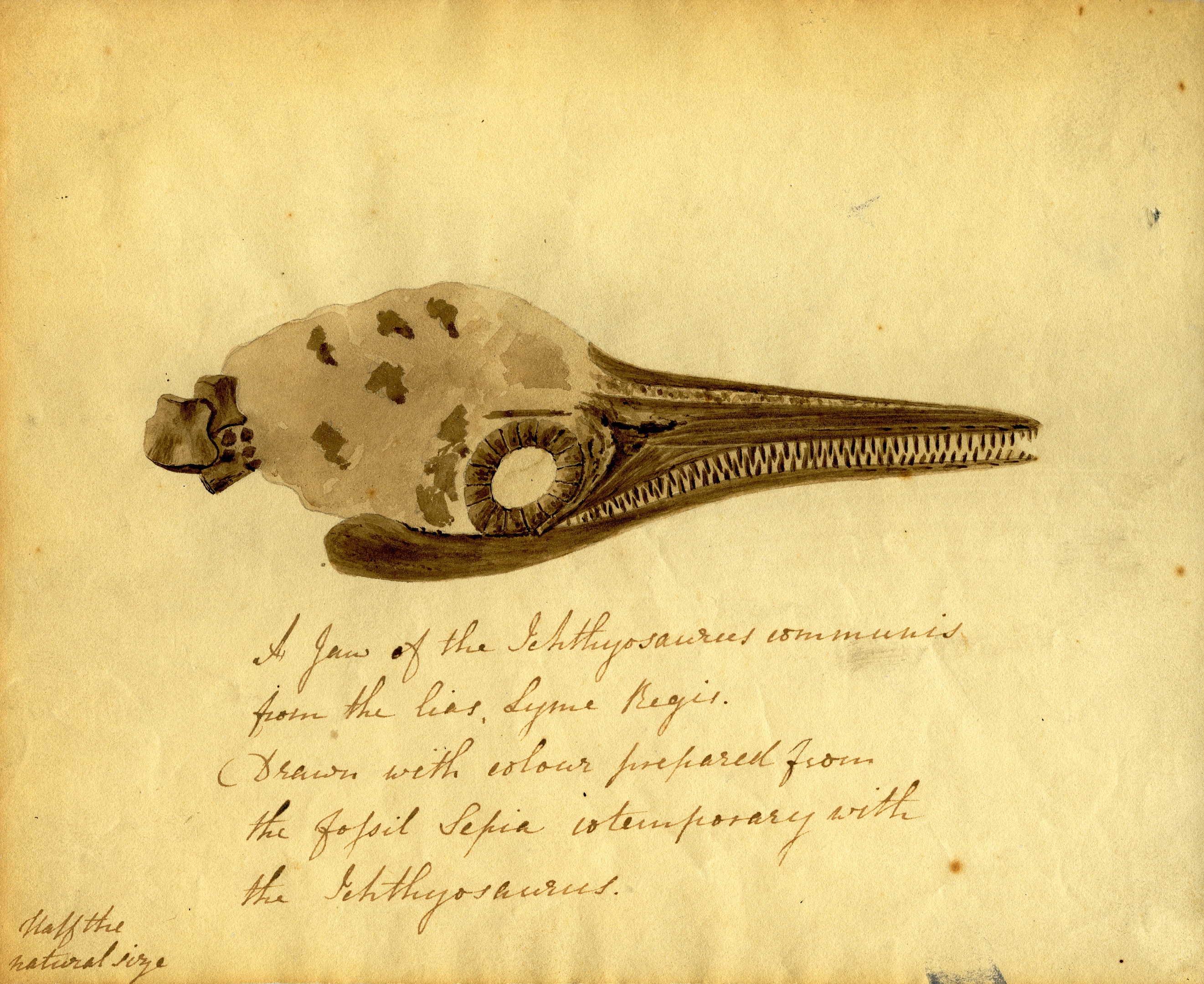 A letter from the palaeontologist Elizabeth Philpot to Mary Buckland, dated 9 December 1833, containing a sketch of an ichthyosaur skull painted in ink from a fossil squid of the same age as the ichthyosaur.