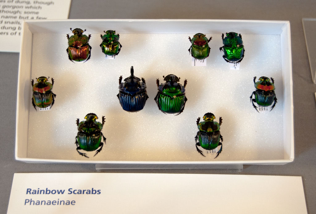 rainbow scarabs
