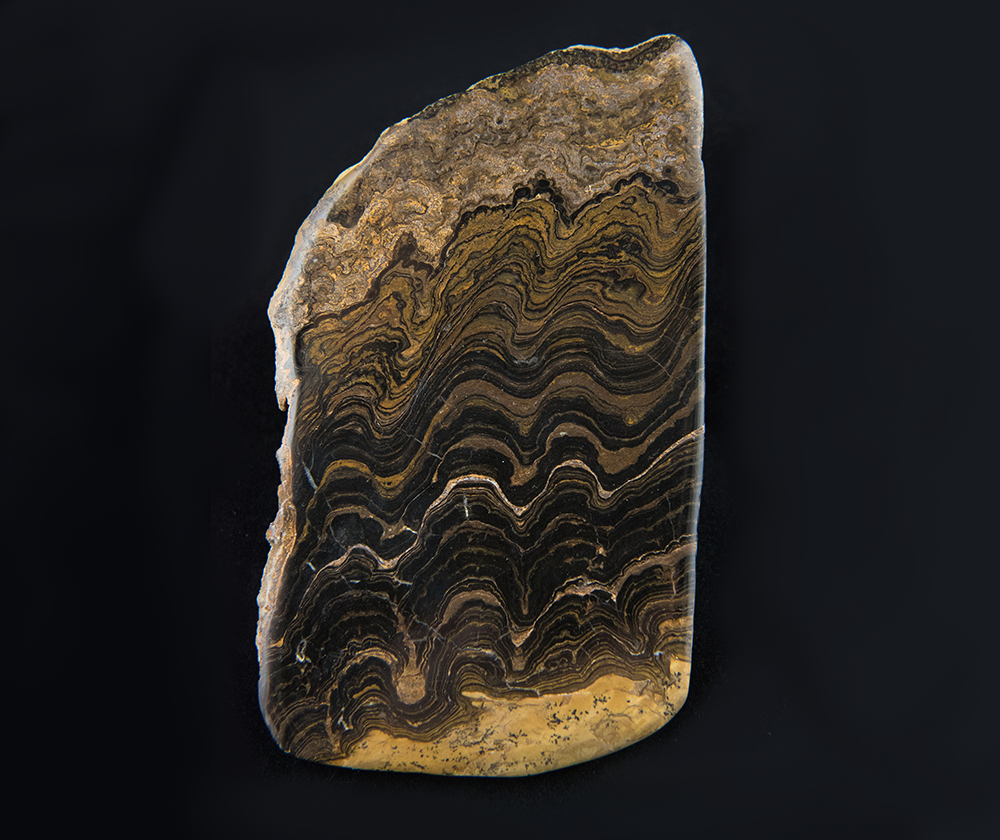 A stromatolite between 2.2 and 2.4 billion years old from Cachabamba, Bolivia