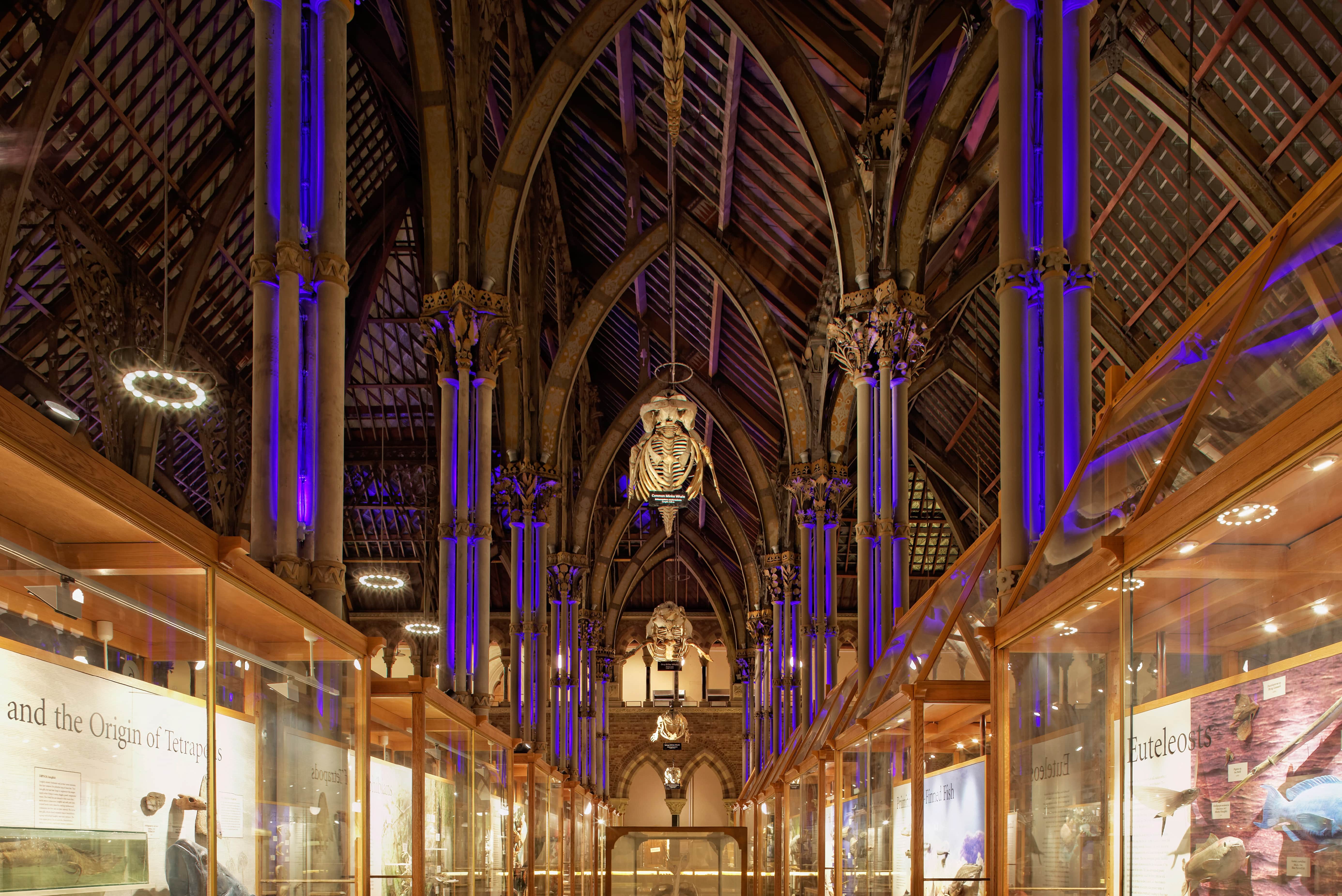 stunning whale aisle min