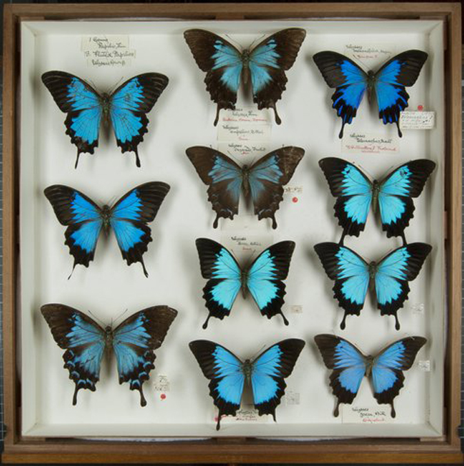 wallace papilio