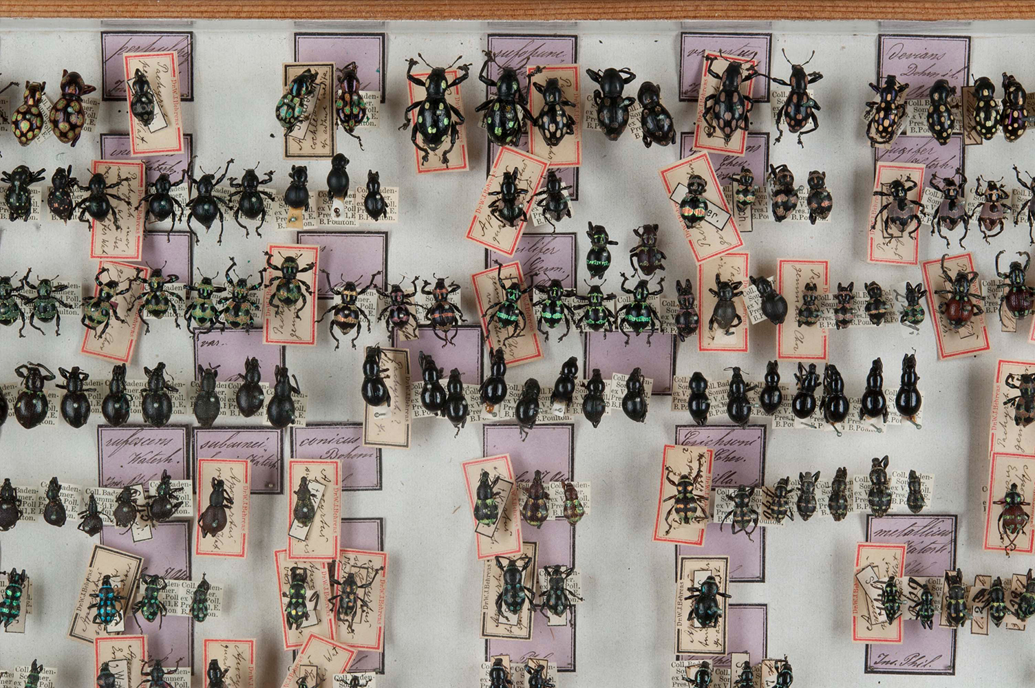 weevil collection insects