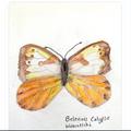 butterfly