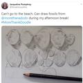 shells