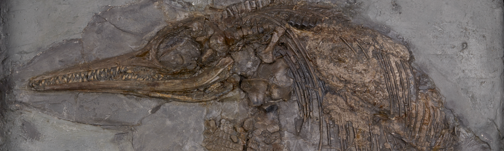 Mary Anning's ichthyosaur