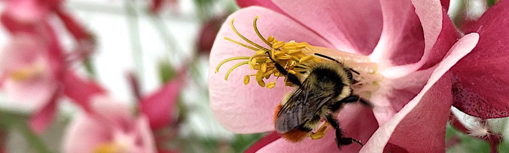 Do grasshoppers sweat case study answer key picture