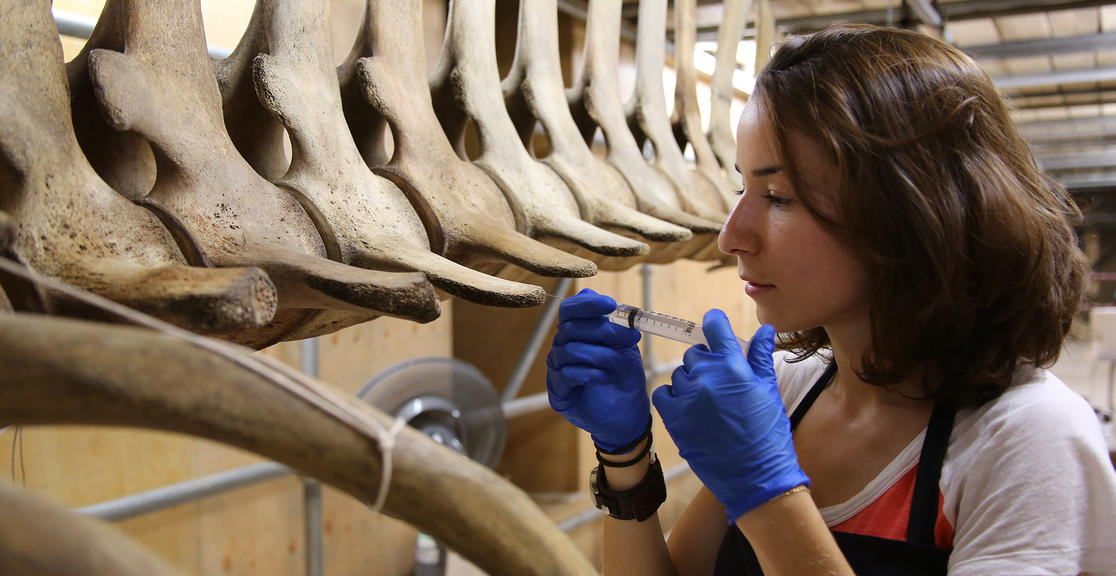 Natural History Collection Process Collections care | Oxford University Museum of Natural History