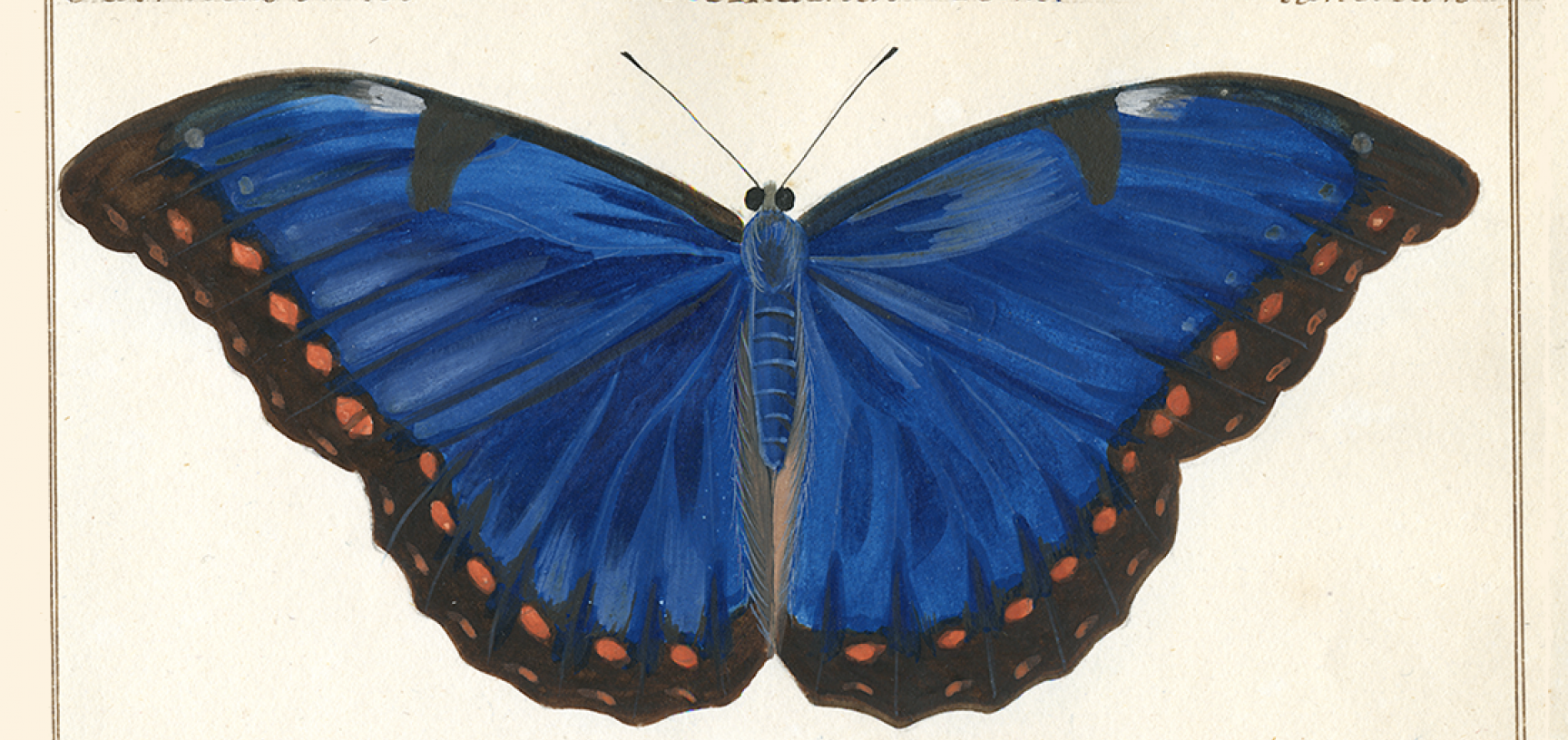 Papilio telemachus