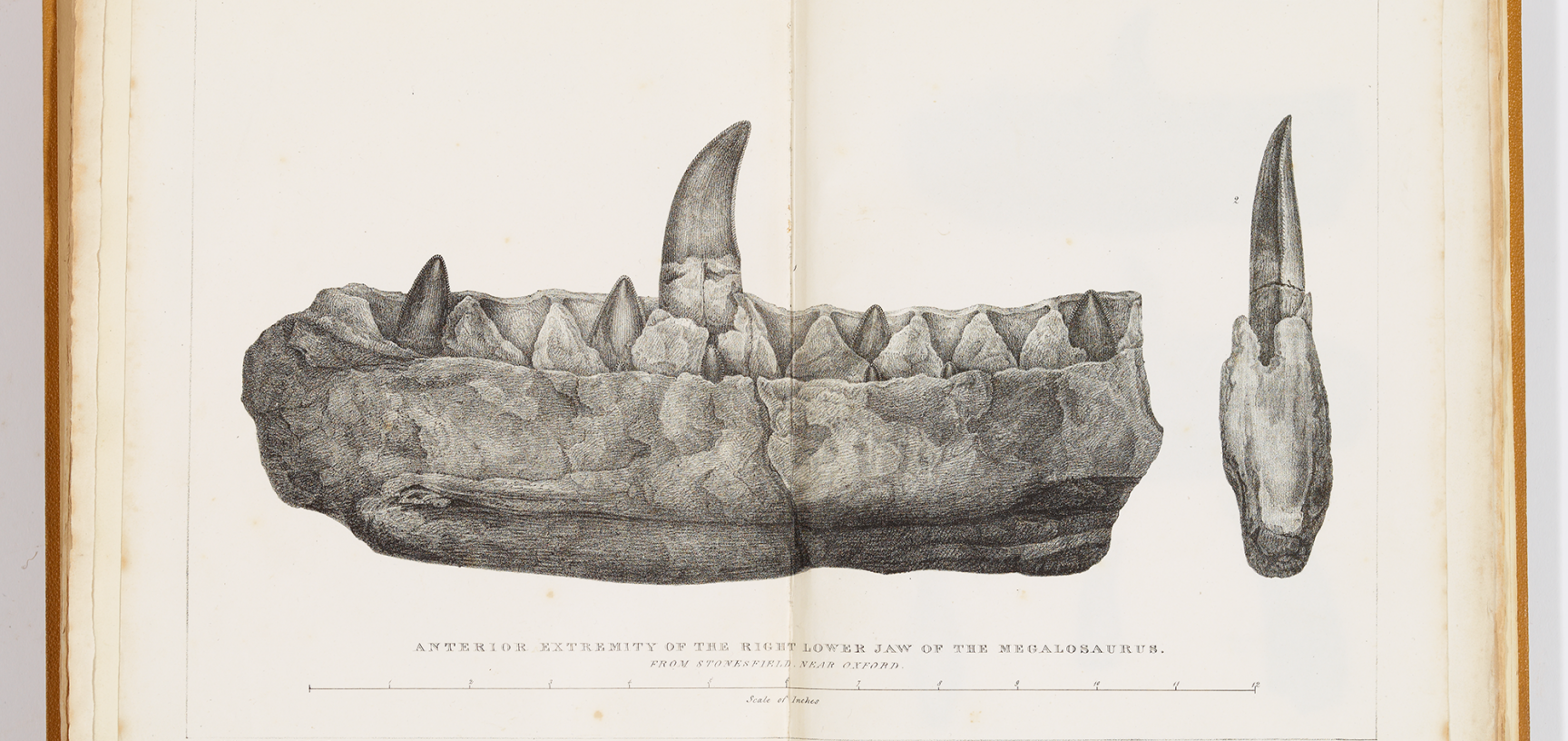 Megalosaurus illustration