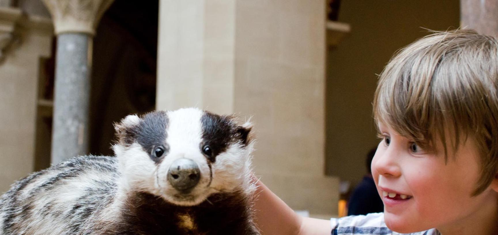 A young boy touches a taxidermy badger