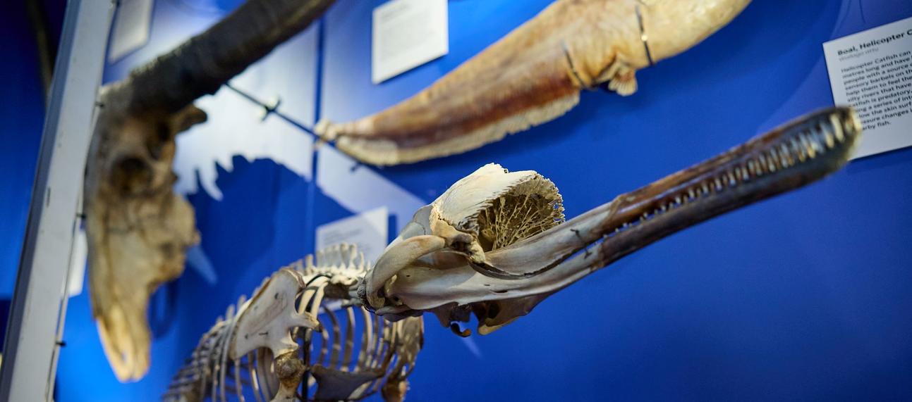 A river dolphin skeleton on display in the Fair Water exhibition