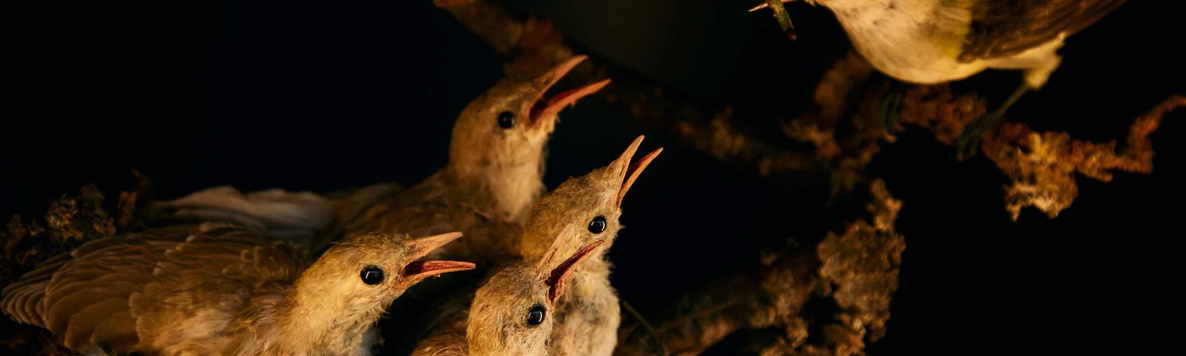 A cuckoo feeding her chicks