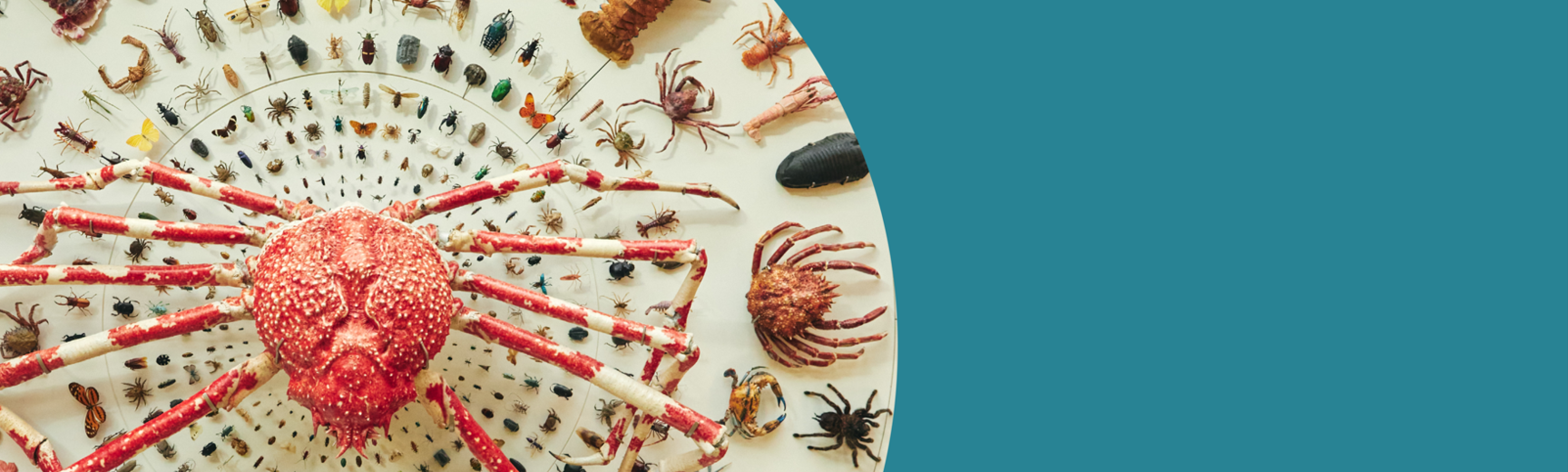 A Japanese spider crab and hundreds of other arthropods, now on display at the Museum
