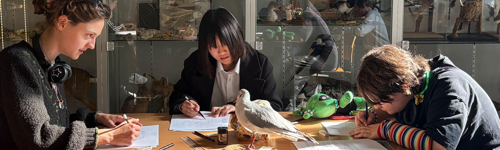 Three young people sit at a table closely observing and drawing a bird specimen, with glass cabinets of preserved animals and bones in the background