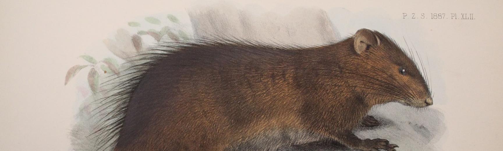 Christmas Island - Maclear's Rat