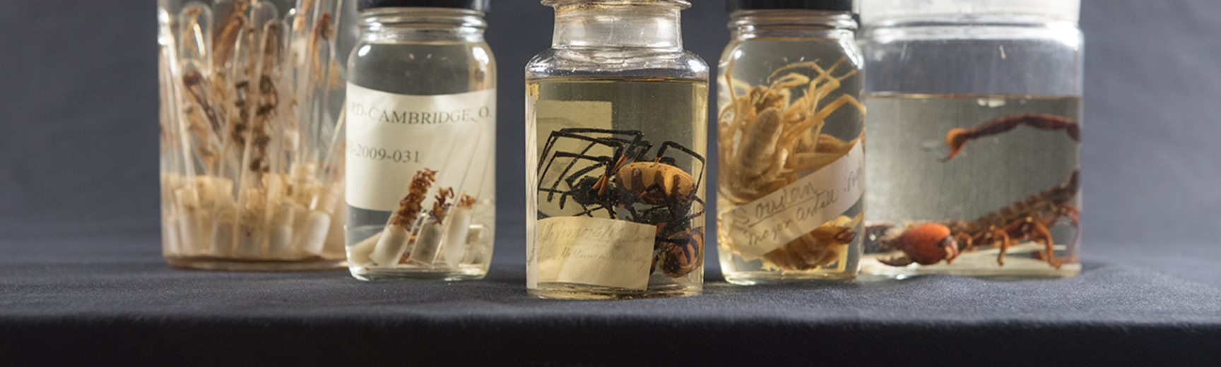 The Museum's arachnid collections
