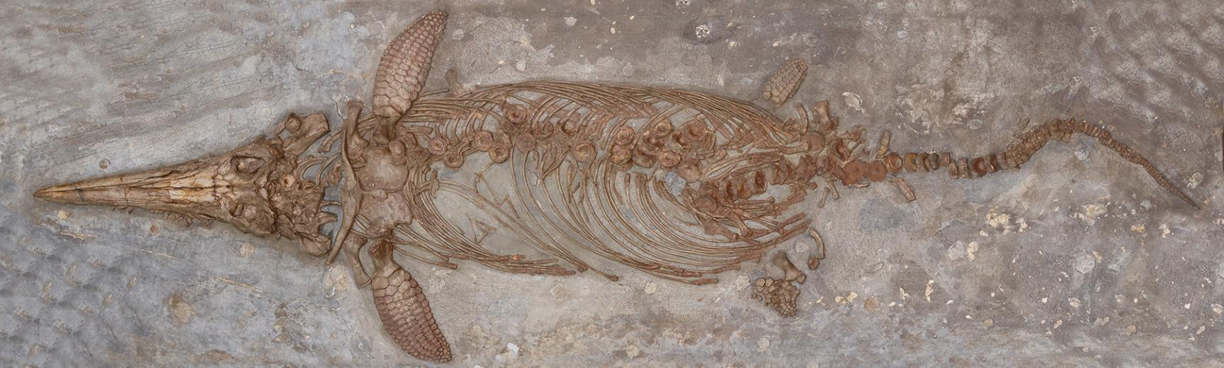 Marine reptile fossil seen photographed from above, lying in a bed of rock