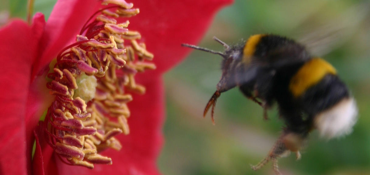 2nd Leg – Fabulous Insect Photos! | Oxford University Museum of Natural ...