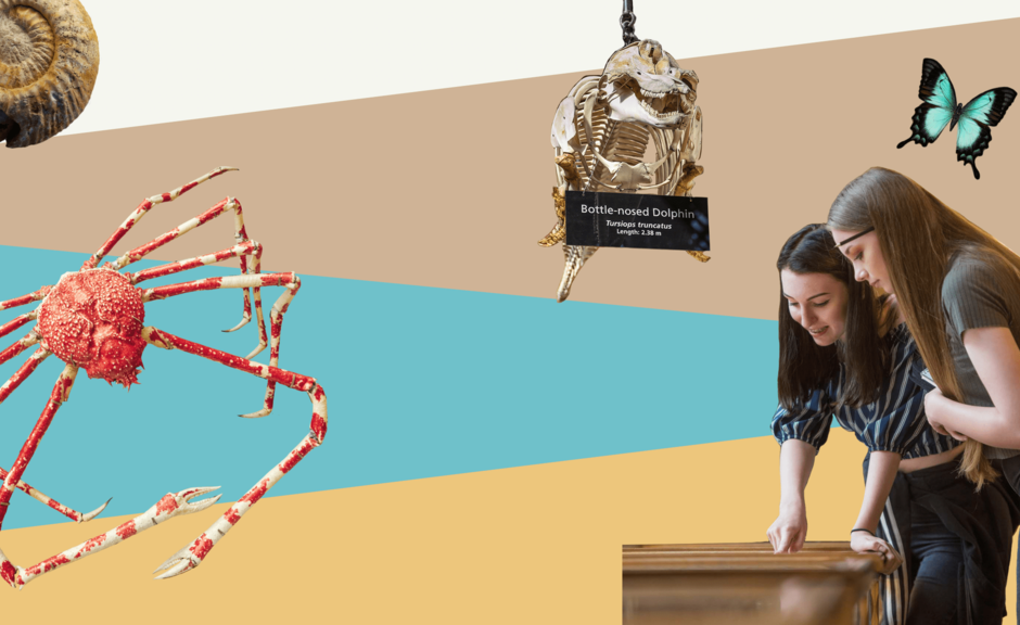 Undergraduate Bursary Scheme 2023 Oxford University Museum of Natural