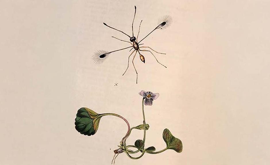 Little Things Insects All The Small Things | Oxford University Museum of Natural History