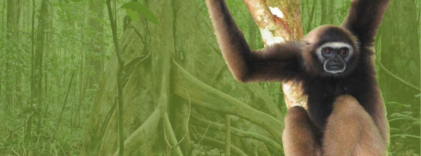 A gibbon in a swamp peat forest in Borneo