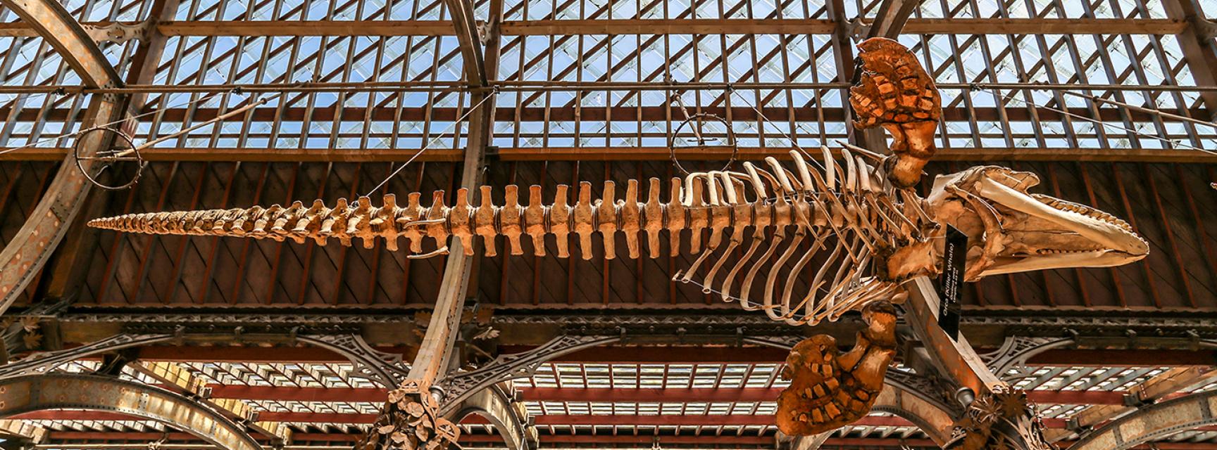 Killer whale (Orcinus orca) suspended skeleton, photographed from below