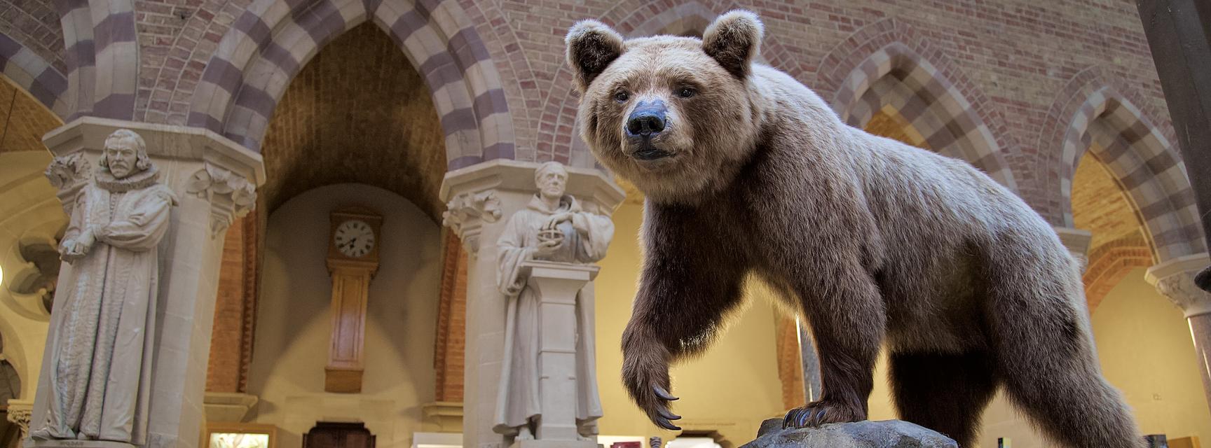 Taxidermy brown bear in Museum entrance
