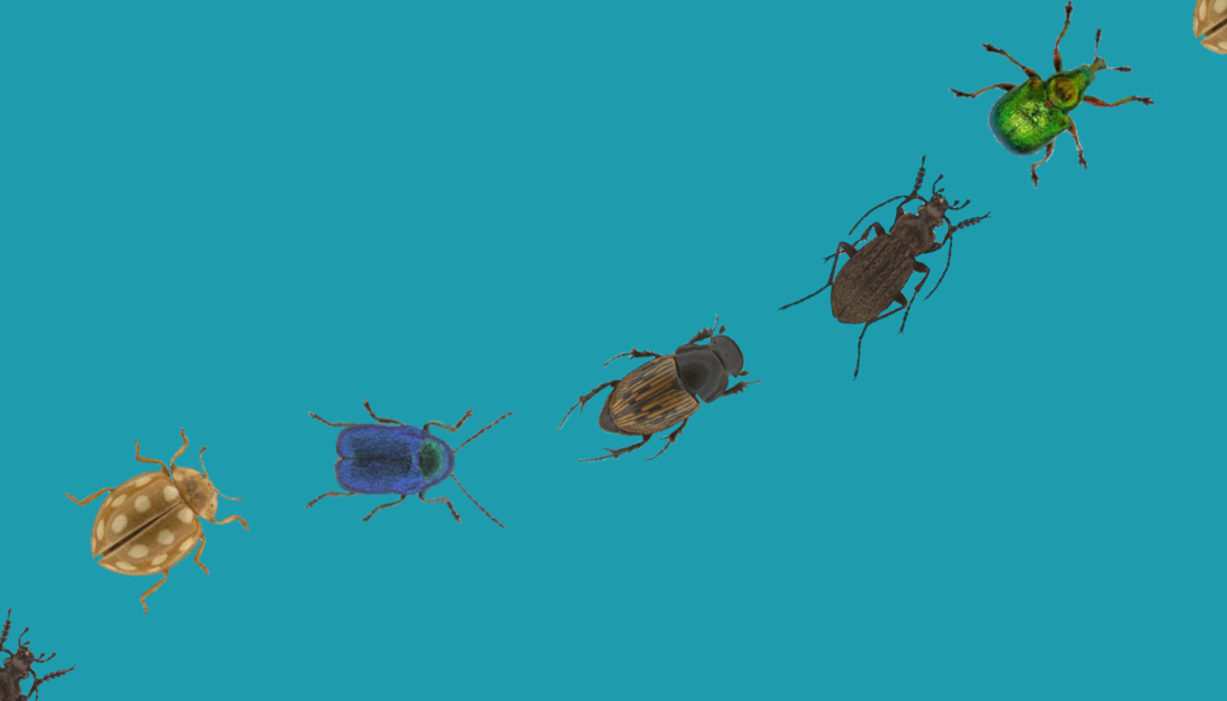 Adventure Timeoutro Insects An Insect Adventure Workshop | Oxford University Museum of Natural History