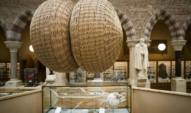 Willow sculpture showing two flattened spheres joined at the centre and suspended in gallery space