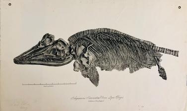 4 ichthyosaurus intermedius from lyme regis lithograph by nathaniel whittock of oxford c 1827 mnh library and archives