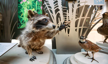 A taxidermy raccoon in a museum display, holding an insect