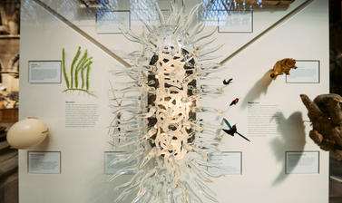 Museum exhibit showing illuminated glass sculpture of an E. coli cell surrounded by other specimens