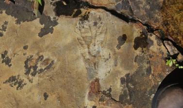 An Ediacaran frondose organism from the Discovery Aspiring UNESCO Geopark, Newfoundland