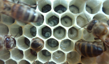 Feeding the young – a close up of our bee larvae 