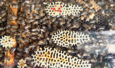 Honey stores on glass