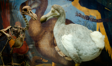 Dodo model on display