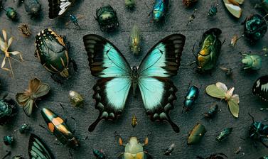 A variety of blue coloured insects on display in the Life in Colour case