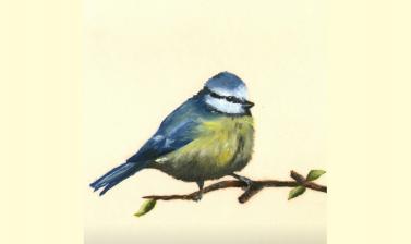 Blue tit by Jenny Hulmes