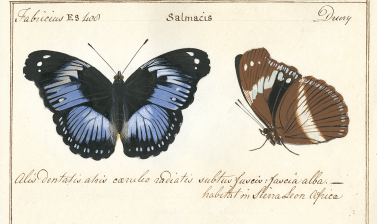 Papilio salmacis