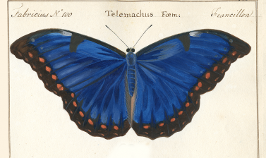 Papilio telemachus