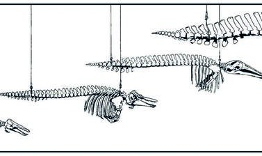 cetaceans by tim heath honourable mention