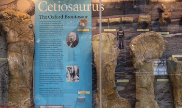 Cetiosaurus oxoniensis