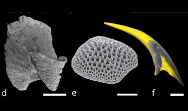 Some of the oldest animal skeletons, from across the tree of life