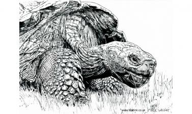 Giant tortoise by Mark Wright of Toadink