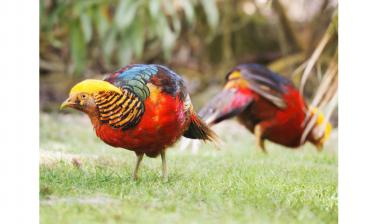 Golden pheasants by Joe Woodman